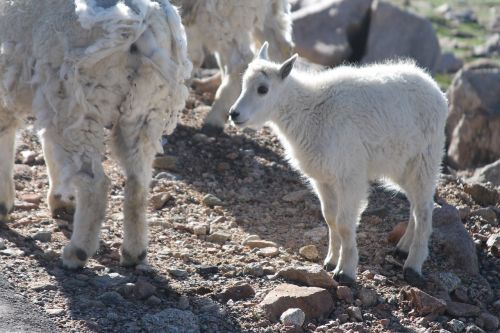 longhorn sheep baby sheep
