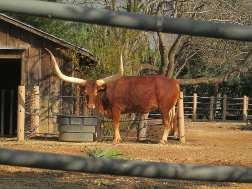 longhorns african cattle