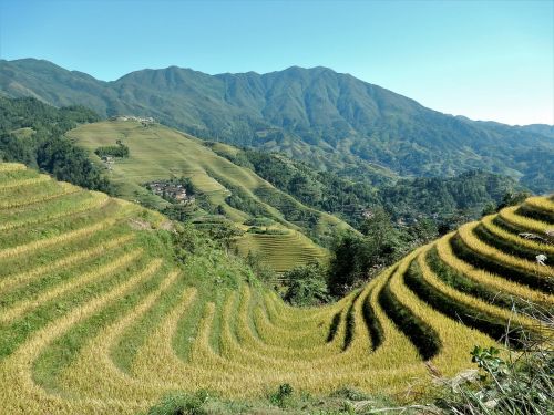 longji rice terraces rice fields