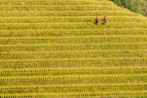 longji borisovites china