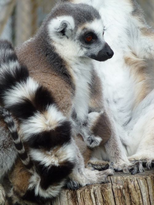 longleat lemur's mother and baby