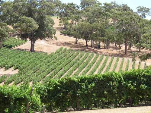 longview winery vines field