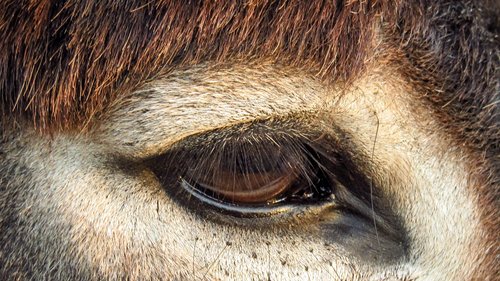 look  eye  donkey