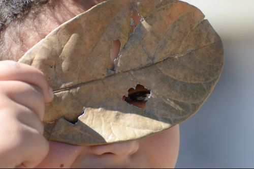 look leaf eyes