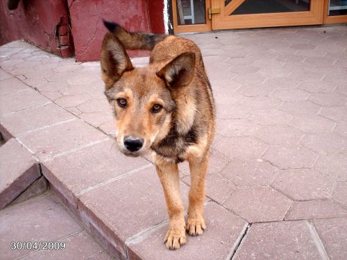 Look Curious Dog