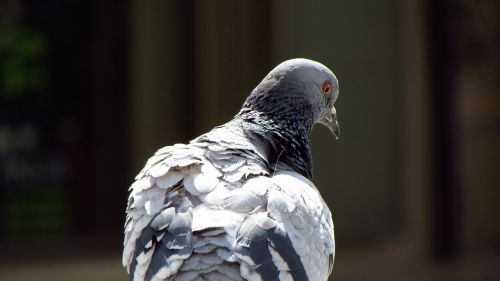 looking at bird animal