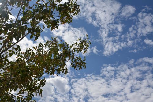 Looking Up Clouds Branches Leaves