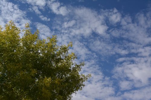 Looking Up Sky Cloud Branches Leaf