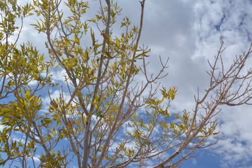 Looking Up Sky Clouds Branches Leaf