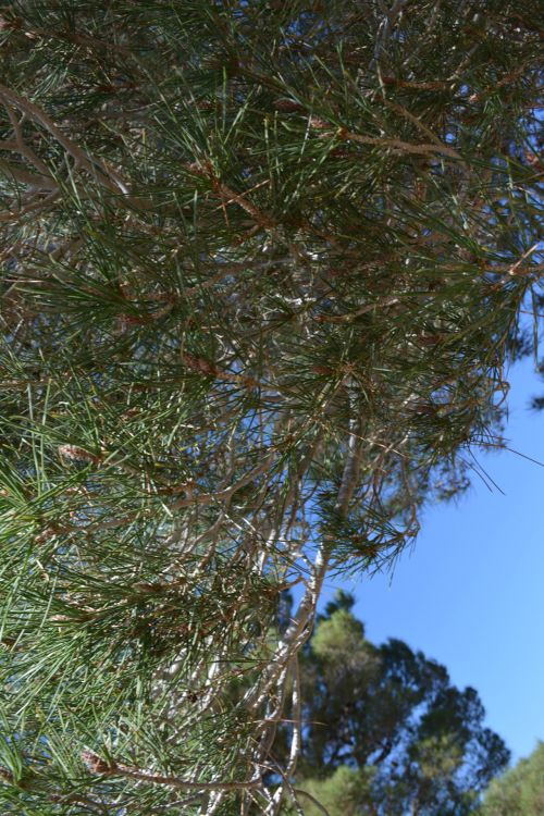 Looking Up Tree Branches Sky