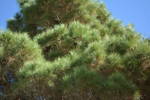 Looking Up Tree Green Branches Sky