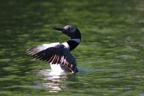 loon canada nature