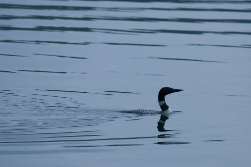 loon bird water