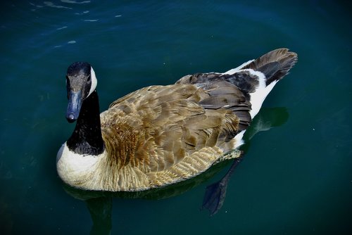 loon  water  nature