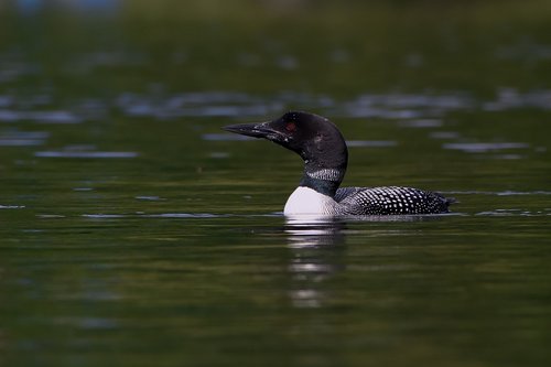 loon  water  nature