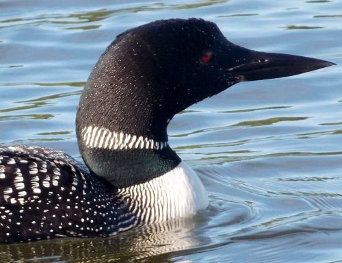 loon bird nature