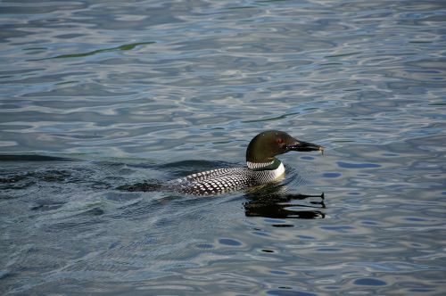 loon water lake