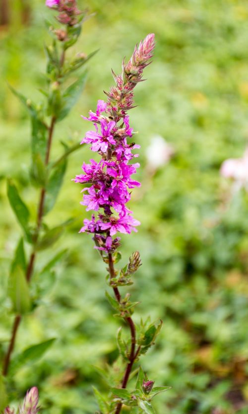 loosestrife flower purple