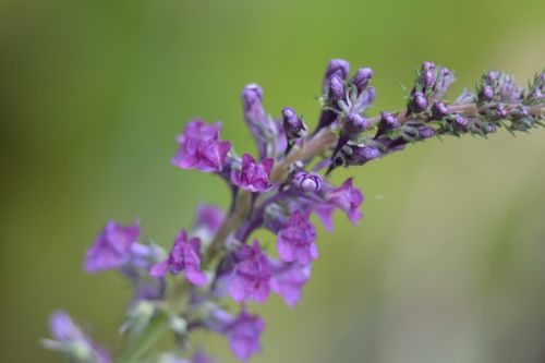 loosestrife purple flower