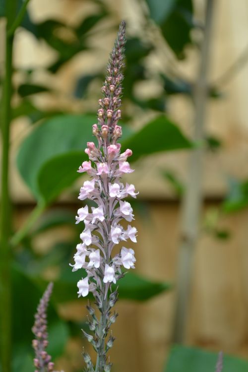 loosestrife flower pink