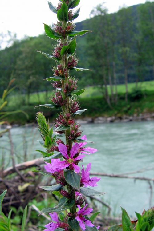 loosestrife flower flowers