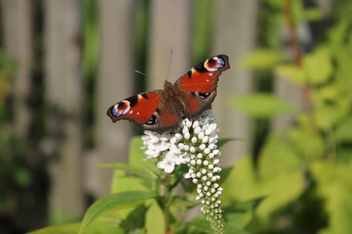 loosestrife flower blossom