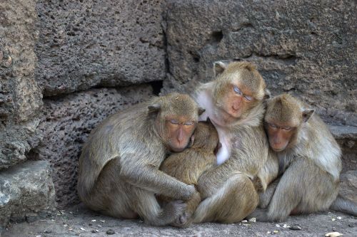 lop buri phra prang sam yot monkey