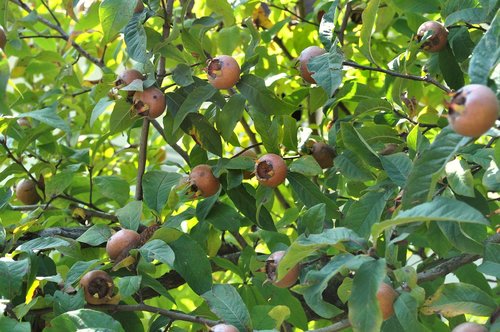 loquats  fruit  kernobstgewaechs