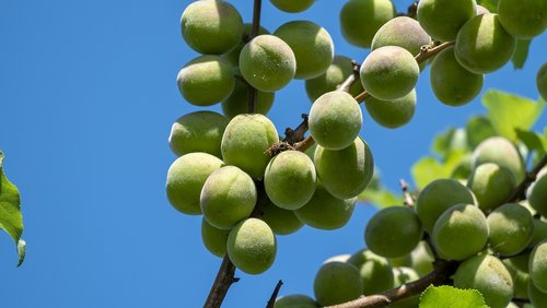 loquats  green  fruit