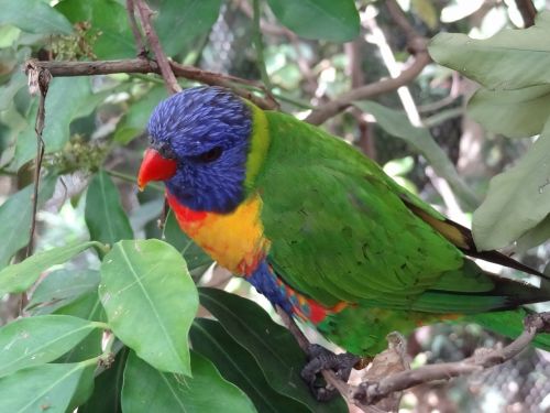 lori parrot bird