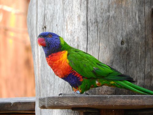 lori mnohobarvý trichoglossus haematodus parrot