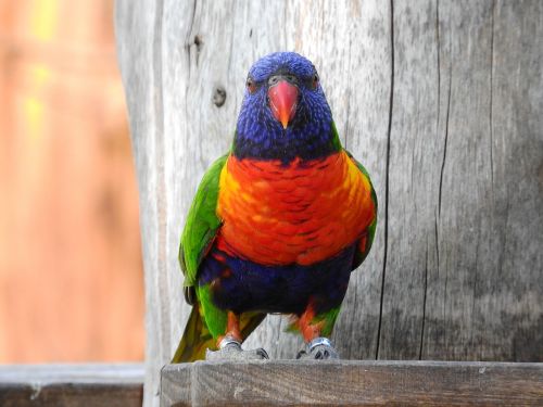 lori mnohobarvý trichoglossus haematodus parrot