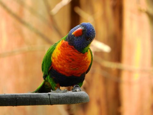 lori mnohobarvý trichoglossus haematodus parrot