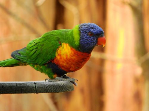lori mnohobarvý trichoglossus haematodus parrot