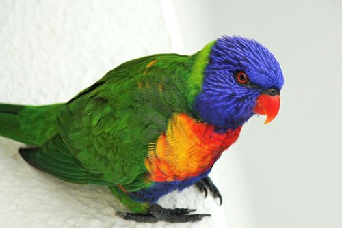lorikeet bird colorful