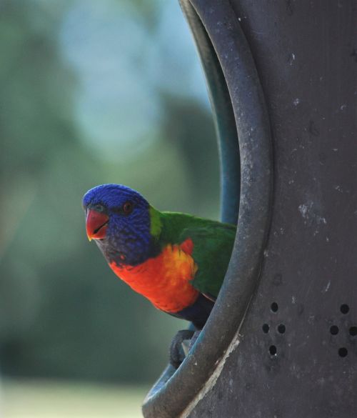 lorikeet bird rainbow