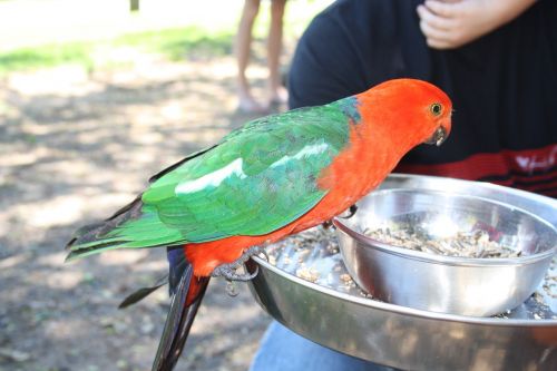 lorikeet australia bird