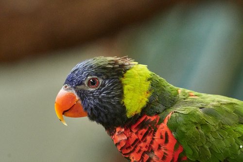 lorikeet  parrot  new guinea