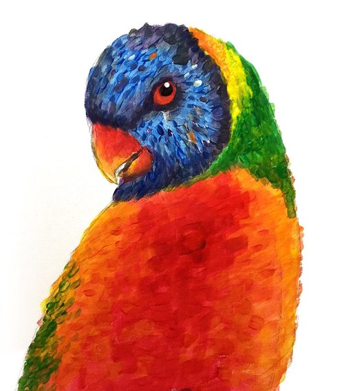 lorikeet  parrot  bird