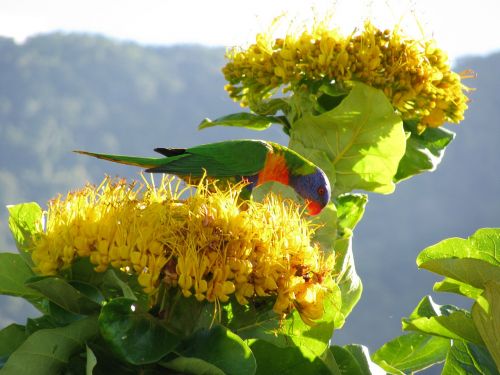 lorikeet parrot colorful