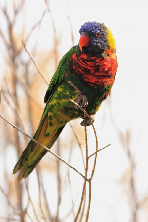 lorikeet parrot bird