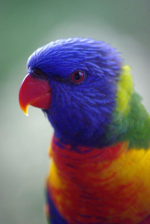 lorikeets parrot bird