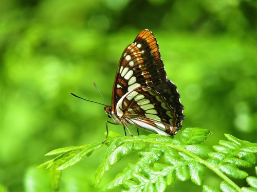 lorquin's admiral  admiral  lorquin's