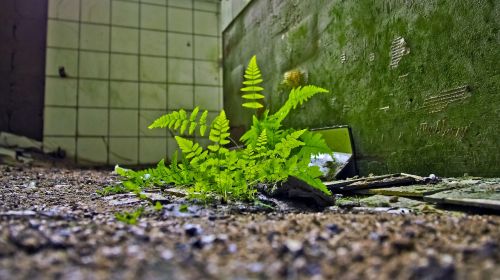 lost places fern fouling