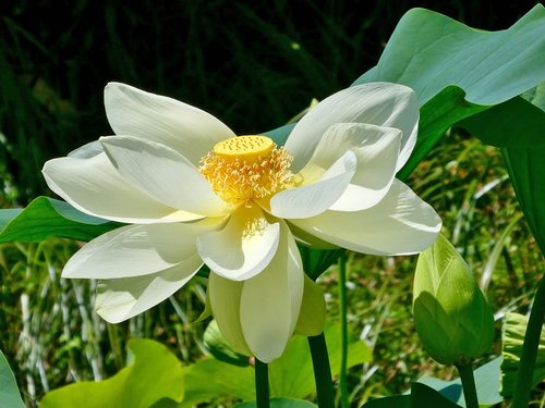 lotos  flower  lotus