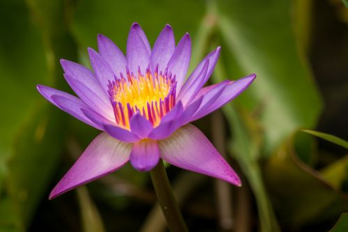 The Lotus Flower