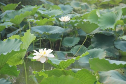 lotus the scenery morning