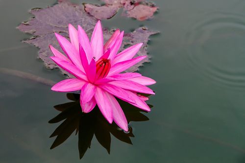 lotus pink lotus bo
