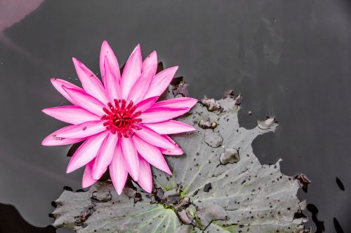 lotus lotus colors pink