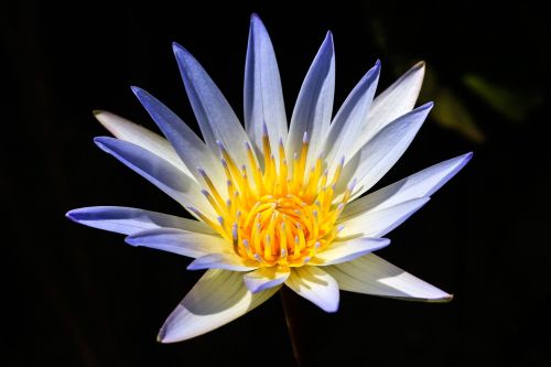 lotus flowers pond